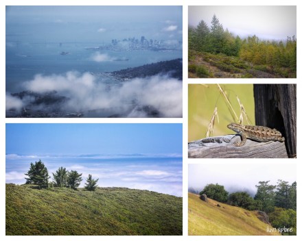 sights... NATURAL Beauty… 13.5 mile hike to the East Peak of Mount Tamalpais. The day started on a high and ended on a high - with lots of LOVELY things in between… I couldn’t ask for a better day! Good trails… Good views… Good friends… Good fun… Why I LOVE the Bay Area…