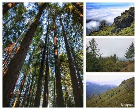 sights... NATURAL Beauty… 13.5 mile hike to the East Peak of Mount Tamalpais. The day started on a high and ended on a high - with lots of LOVELY things in between… I couldn’t ask for a better day! Good trails… Good views… Good friends… Good fun… Why I LOVE the Bay Area…
